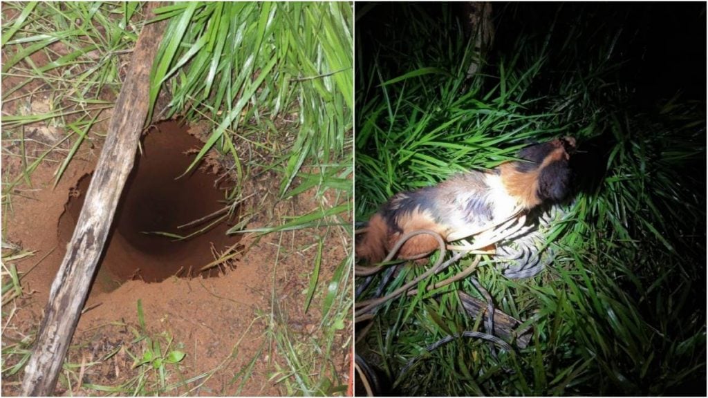 cão cai em buraco resgatado bombeiros