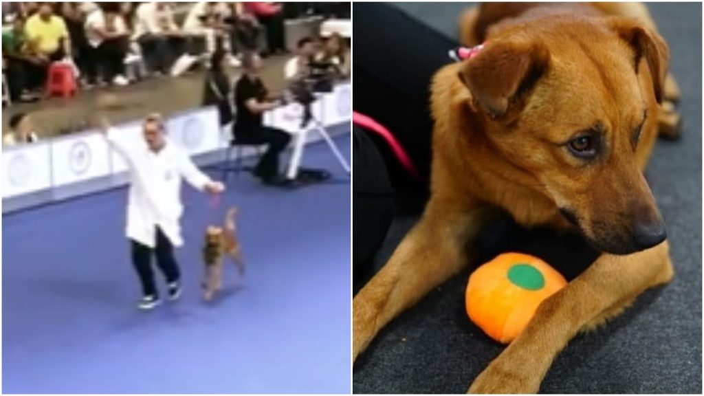 caramelo invade evento cães de raça