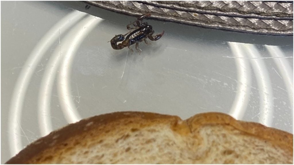 escorpião no pão
