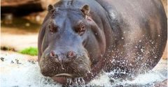 ataque de hipopótamo