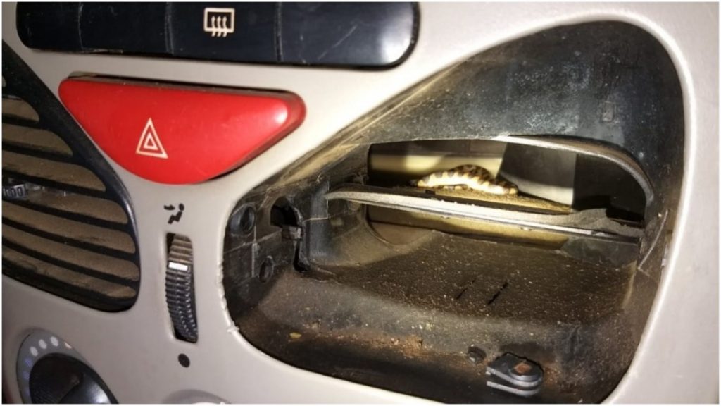 jiboia entra em carro montes claros