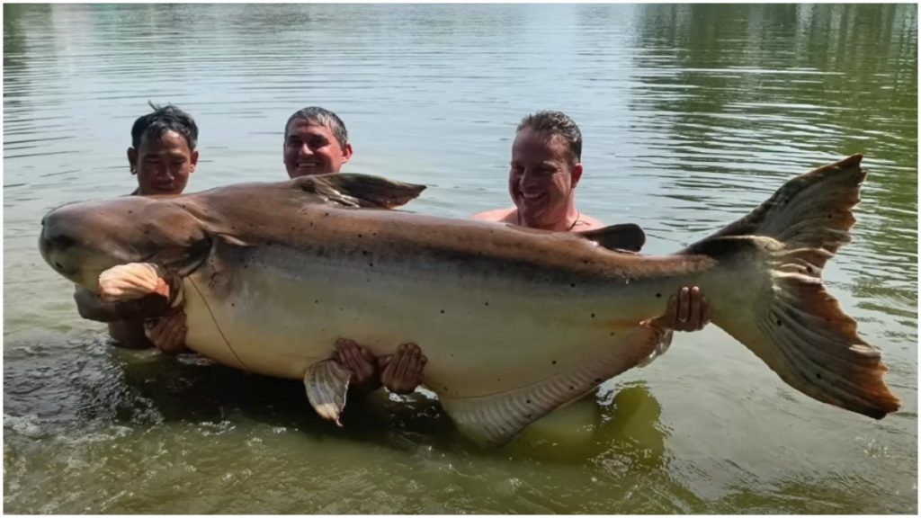 peixe bagre gigante pesca