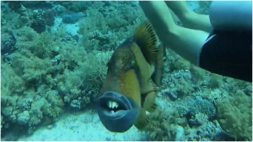 peixe porco morde homem