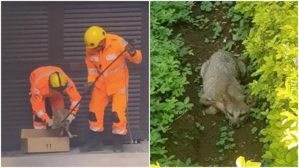 Resgate do corpo de bombeiros + Raposa no jardim