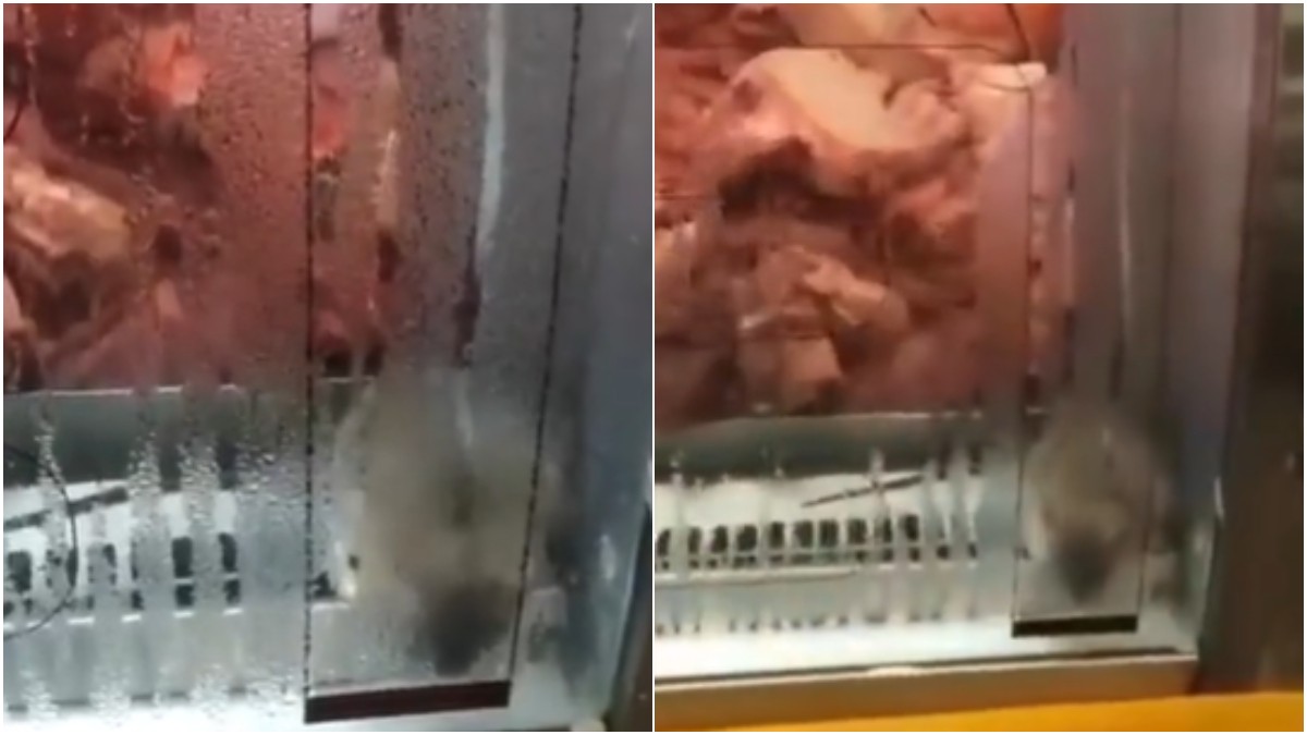 VÍDEO: Rato 'bombado' é flagrado em loja de bebidas nos EUA, assusta  clientes e viraliza na web