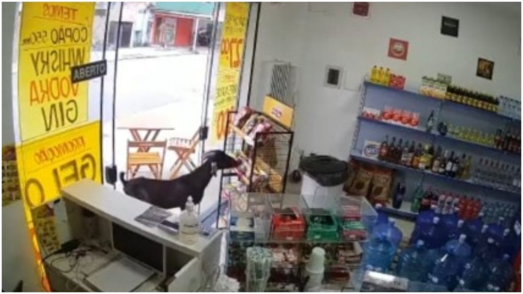 bode furta salgadinho