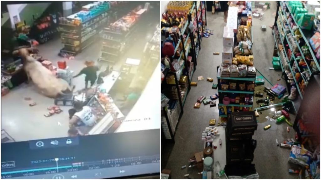 boi invade mercearia em minas