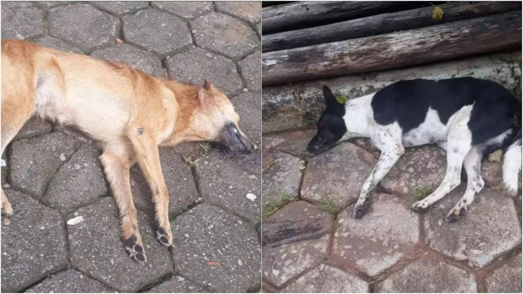cães e gatos mortos minas