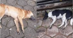 cães e gatos mortos minas