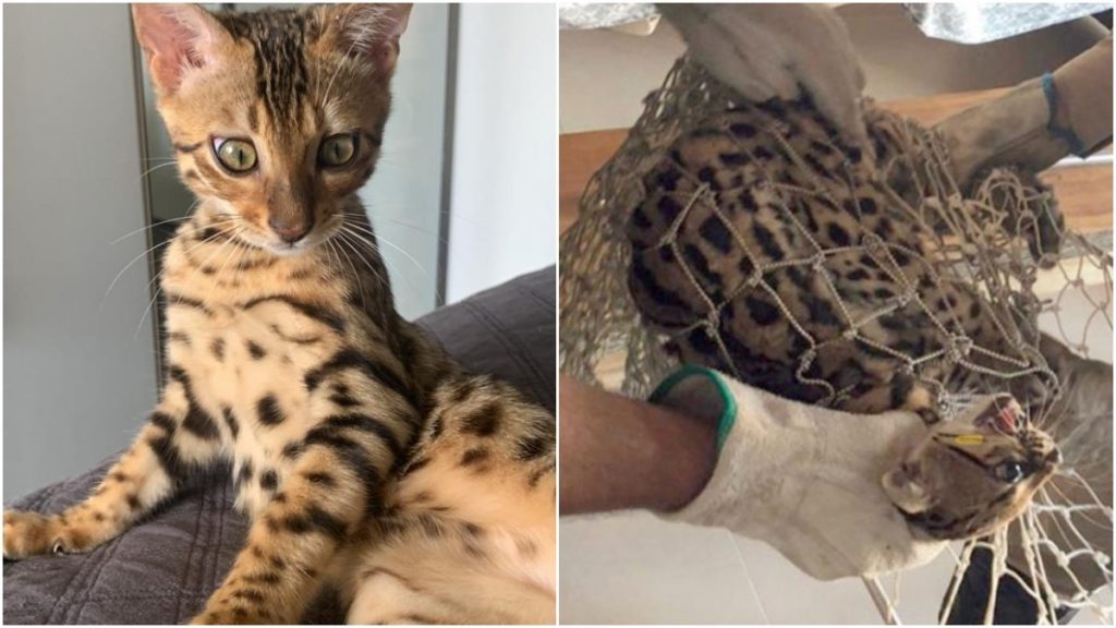 gato de bengala