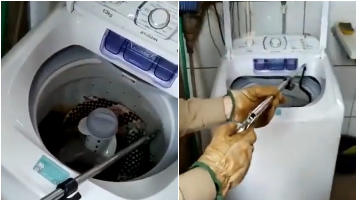 jararaca resgatada em máquina de lavar