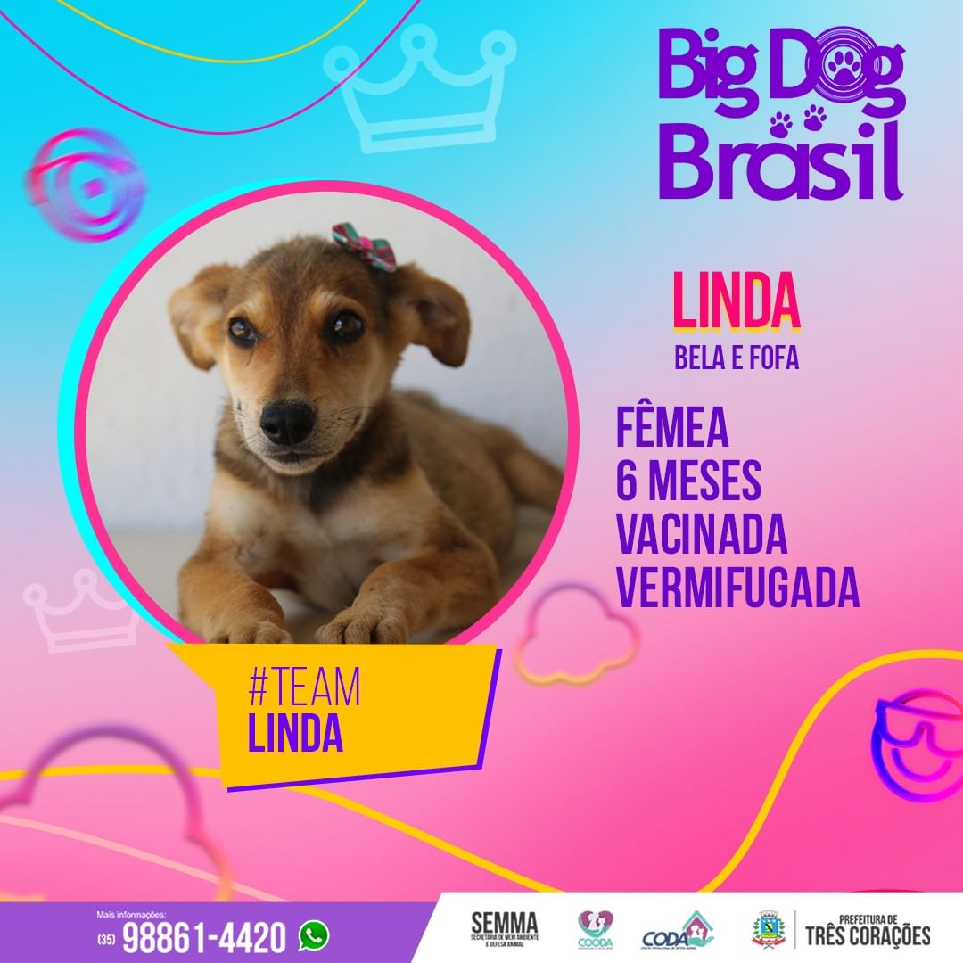Big Dog Brasil: campanha de adoção de pets é inspirada no BBB