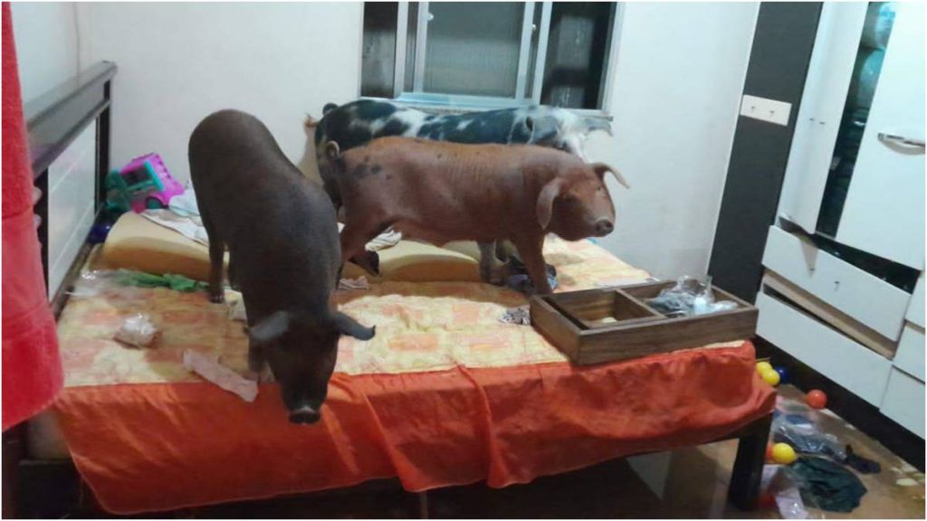três porquinhos sobem em cama