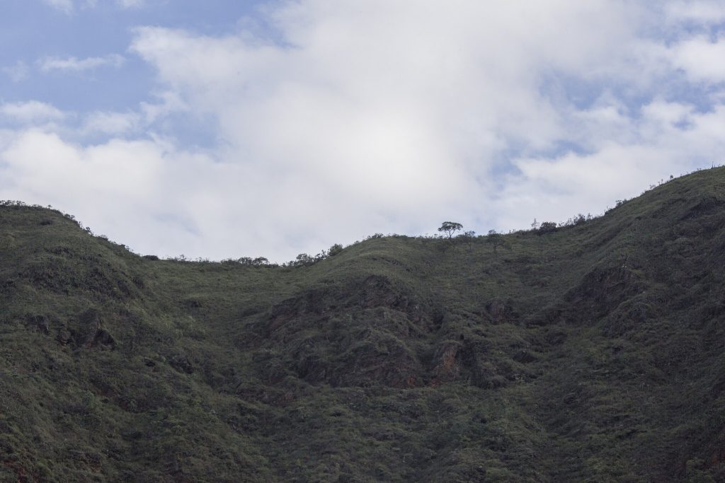 Serra do Curral possui centenas de espécies animais e vegetais