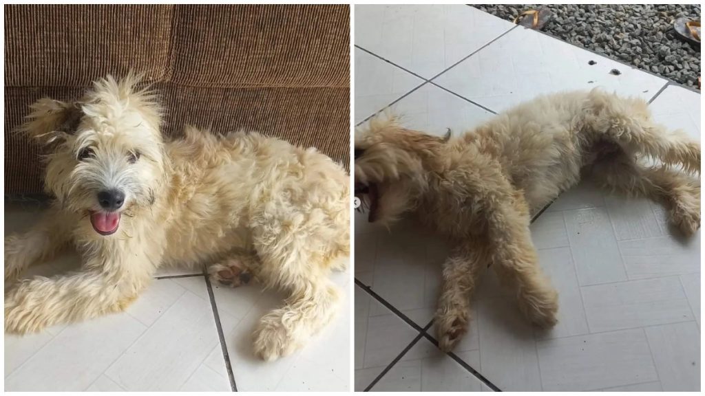 Cachorrinha encontrada dentro de sofá