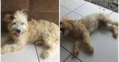 Cachorrinha encontrada dentro de sofá