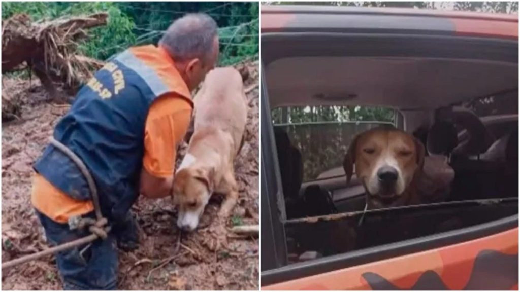 cachorrinho resgatado