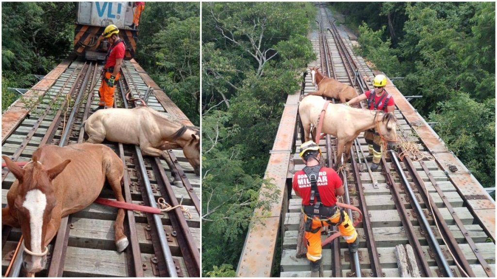 cavalos presos linha trem bombeiros