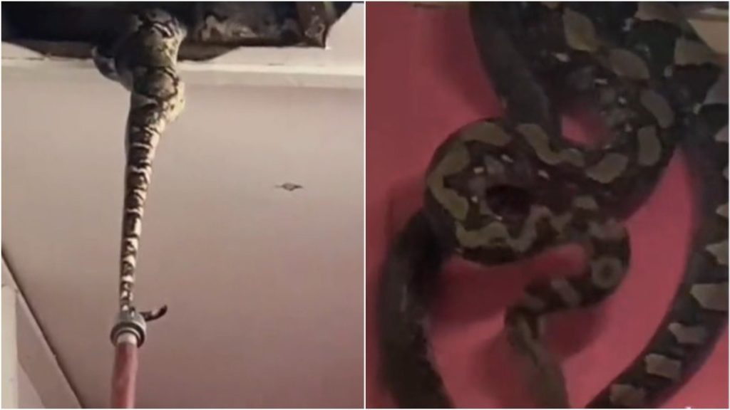 cobras em teto de quarto
