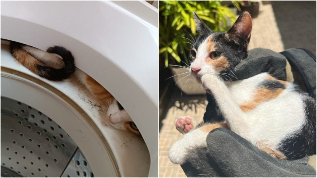 gato resgatado bombeiros