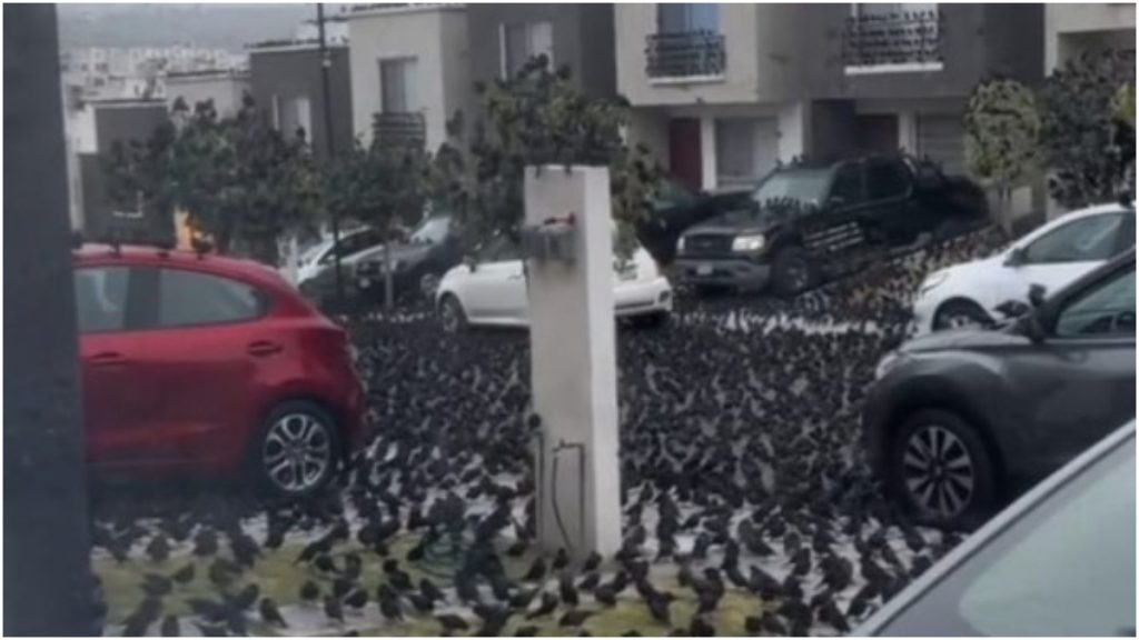 infestação de aves no méxico