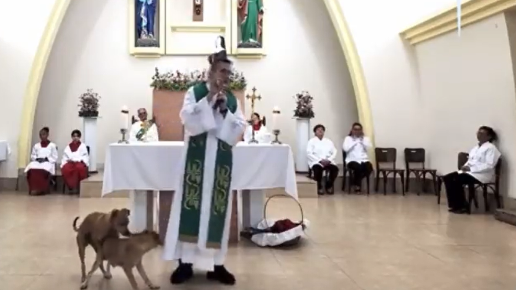 Cachorro missa