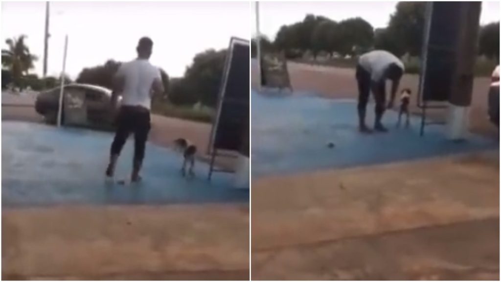vereador amarra bombinha cachorro