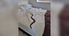 Cobra na cama