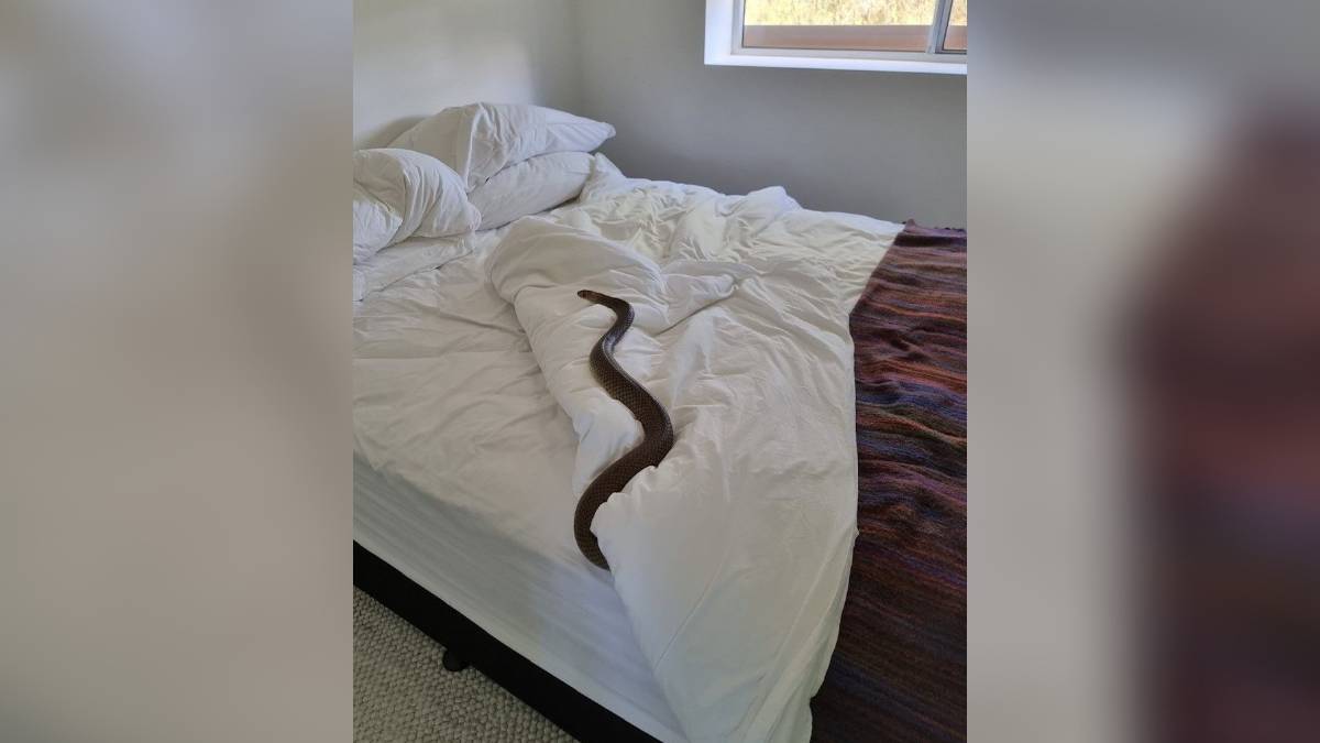 Cobra na cama