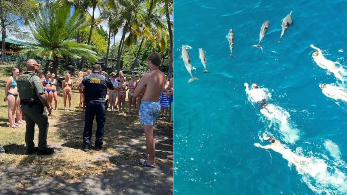 Grupo persegue golfinhos no Havaí