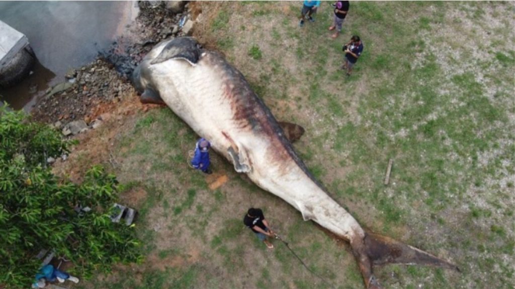 Tubarão baleia encontrado morto