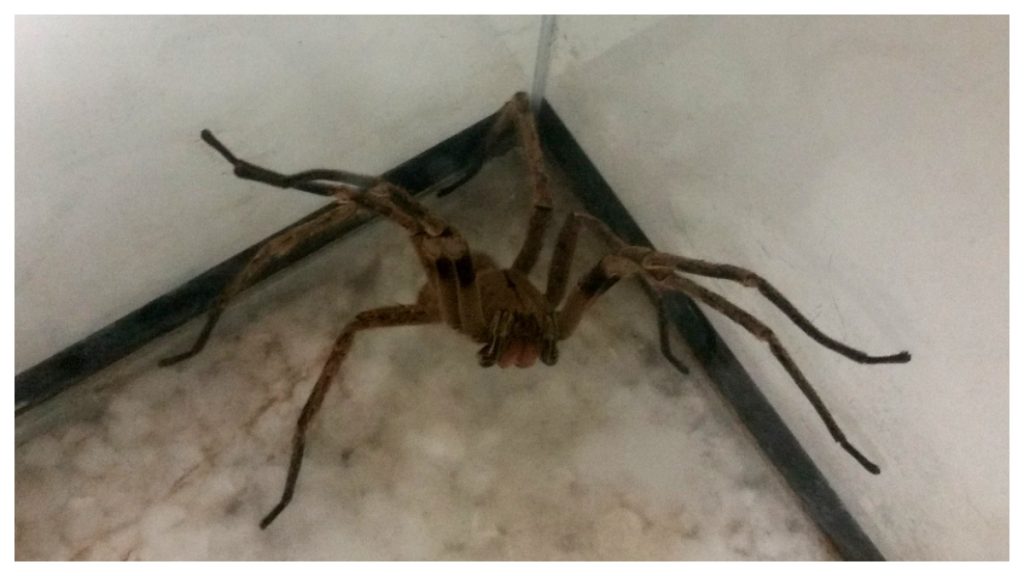 fobia de aranhas