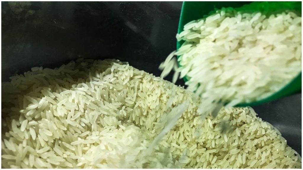 arroz com larvas