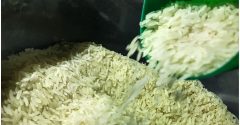 arroz com larvas