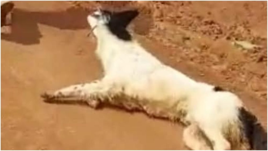 cachorro arrastado