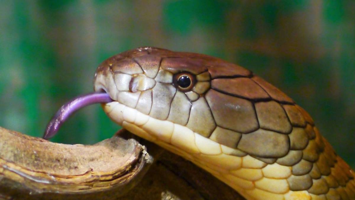 Qual é a cobra mais venenosa do mundo? E do Brasil?