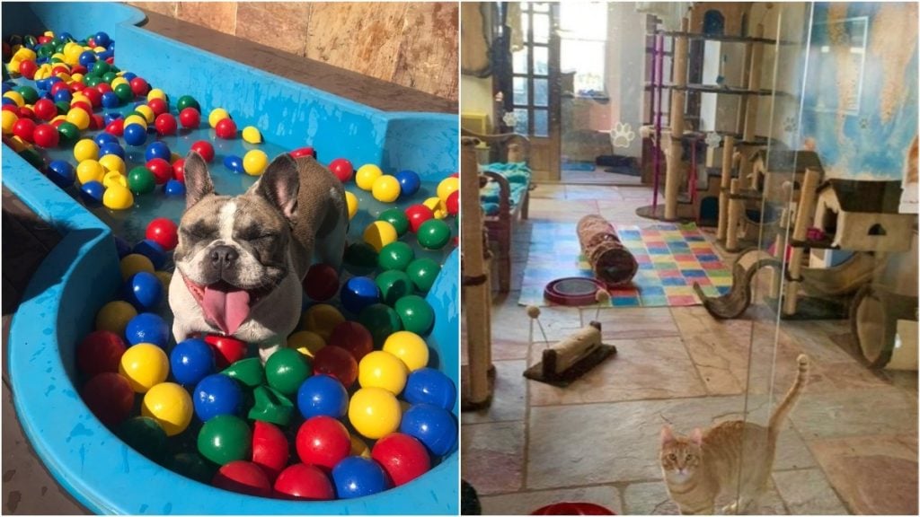 hotel pet bh cães gatos