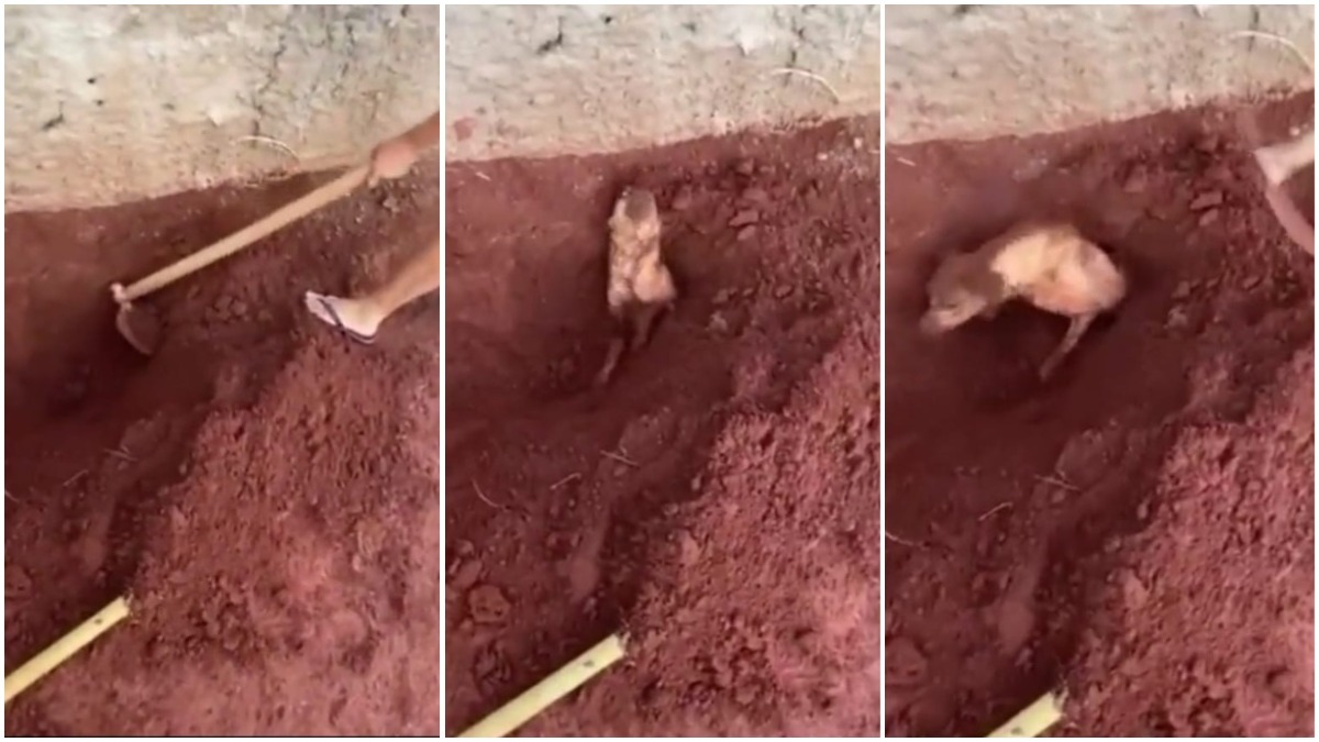 idosa enterra cachorro