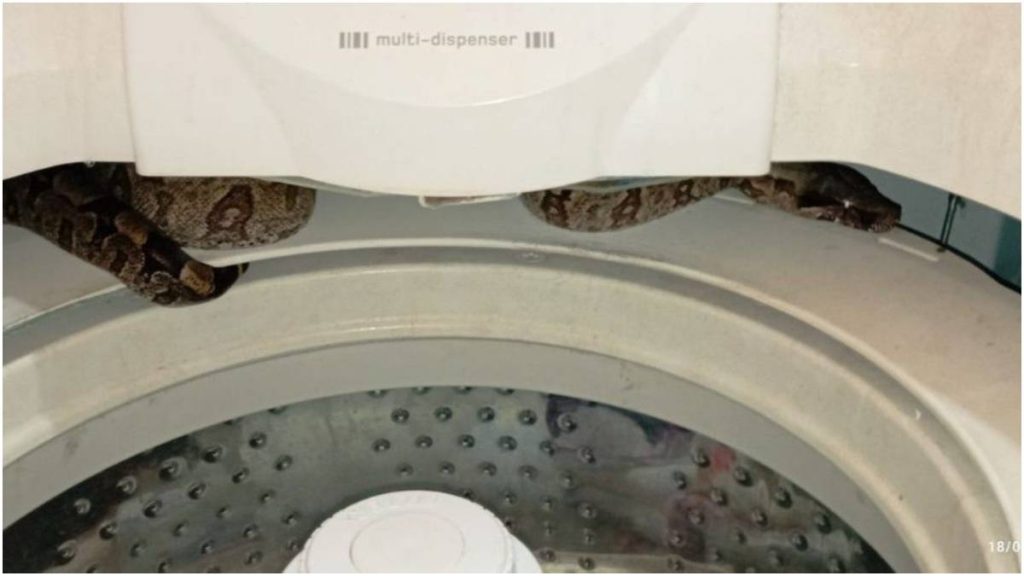 jiboia encontrada em máquina de lavar