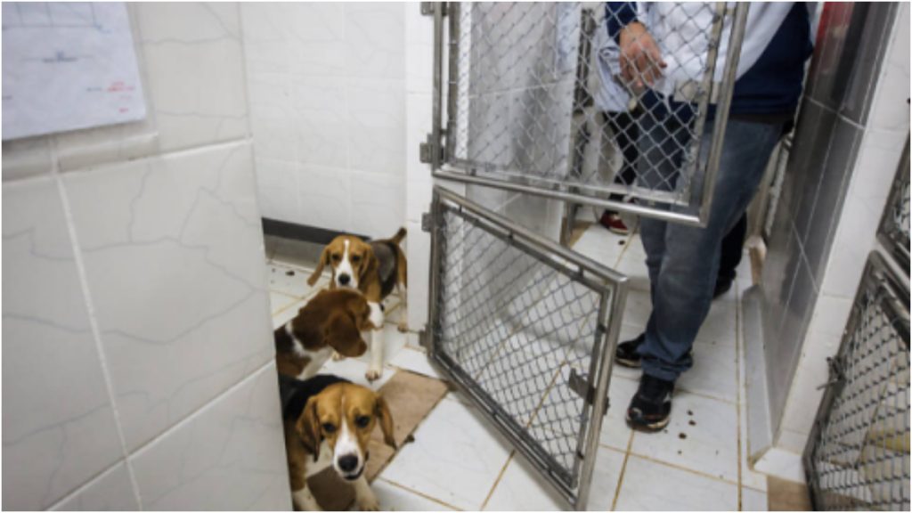 testes animais