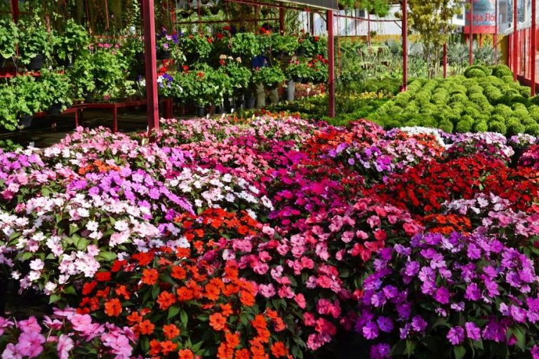 Floricultura BH: Veja onde comprar flores, plantas e acessórios