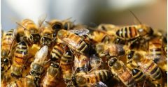 ataque de abelhas betim