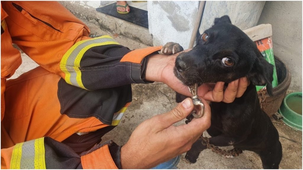 cachorro gancho