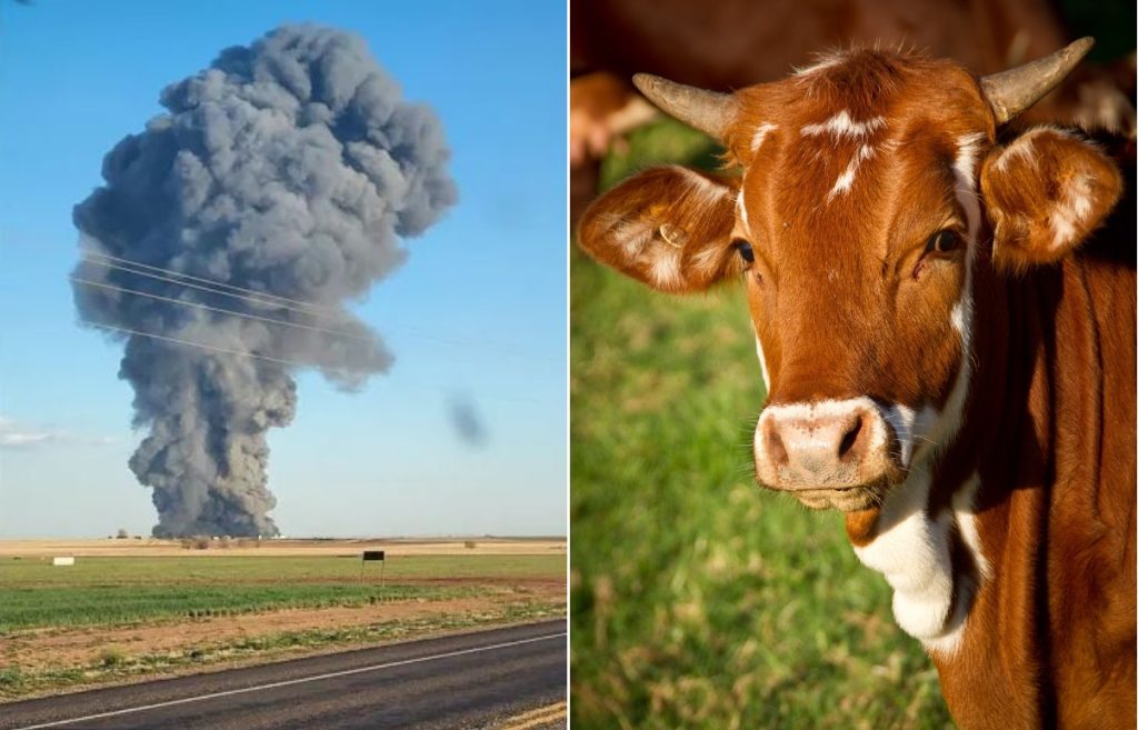explosao peido vaca
