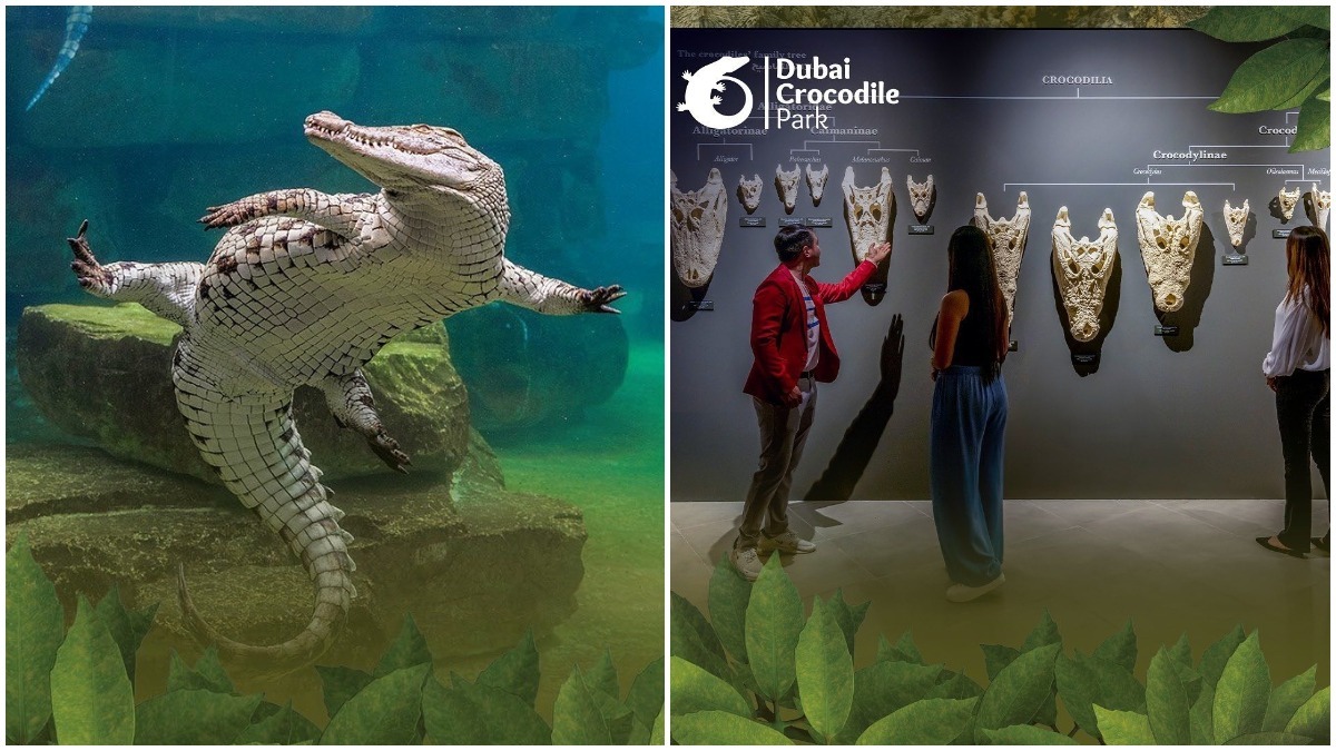 parque crocodilos dubai