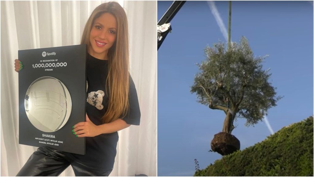 shakira árvore