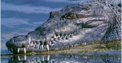 restos mortais crocodilo