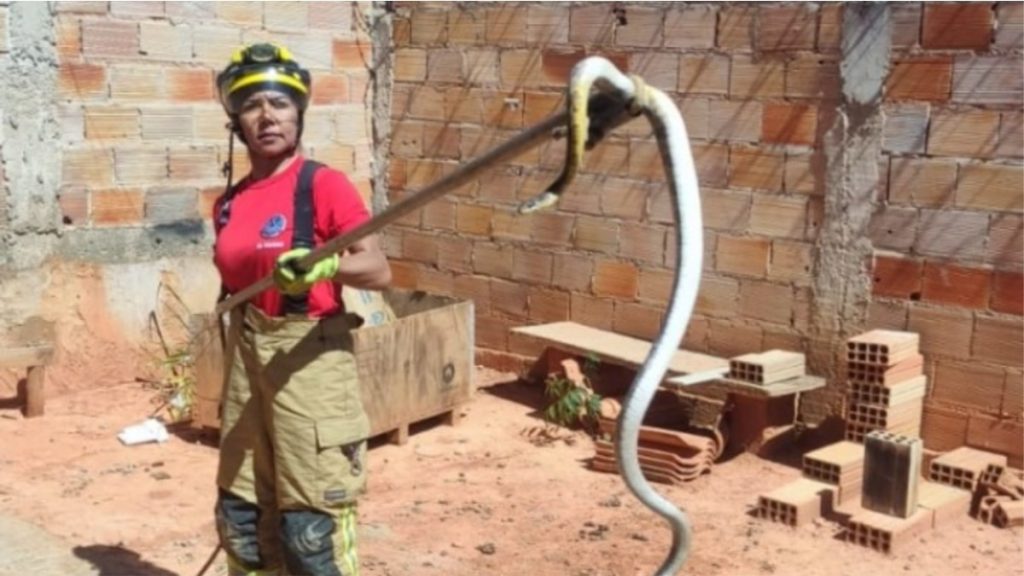 bombeira captura cobra