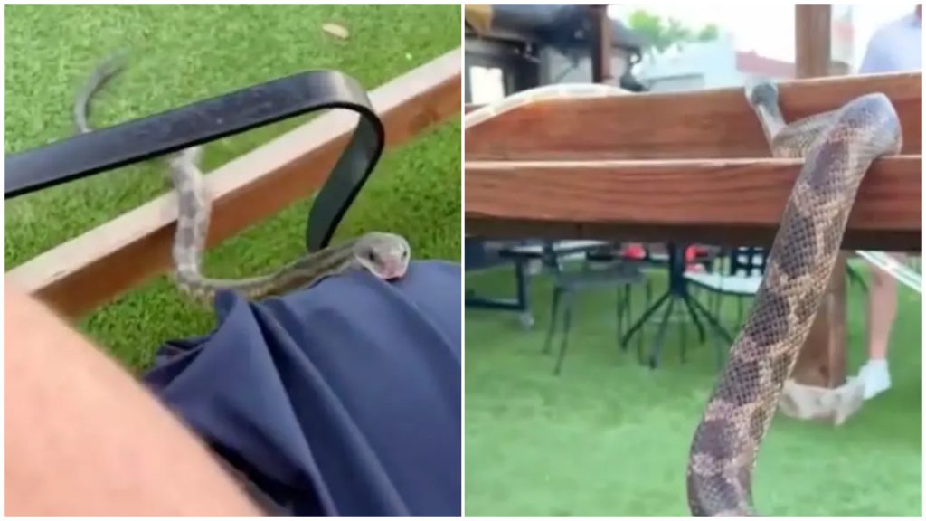 cobra