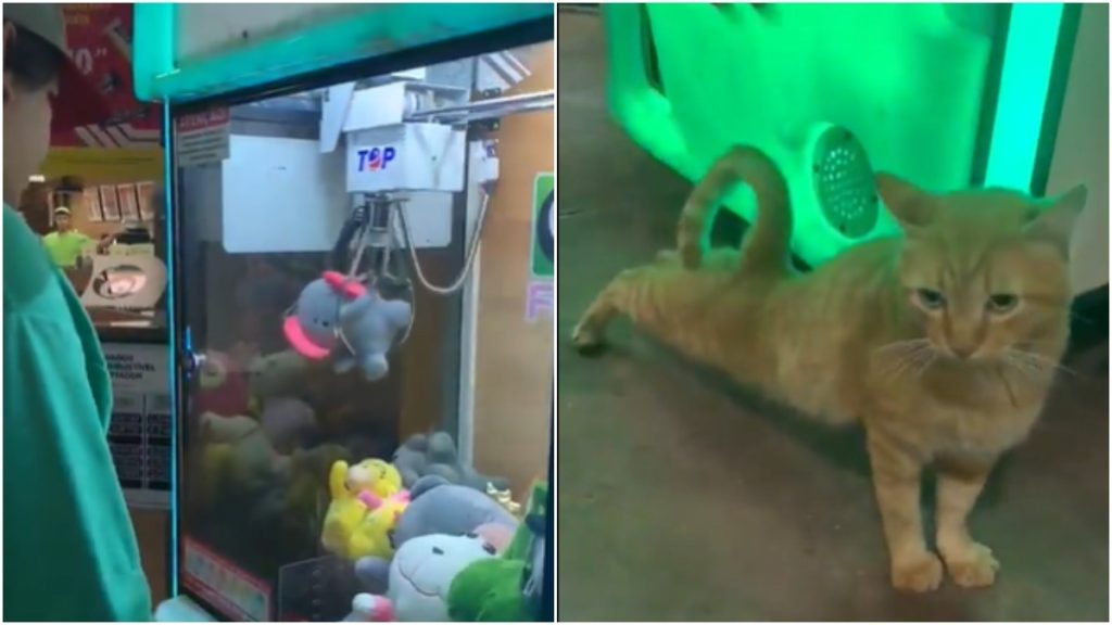 gatinho máquina de pelúcias